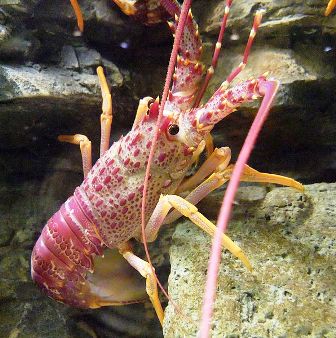 Southern rock lobster is one kind of spiny lobster